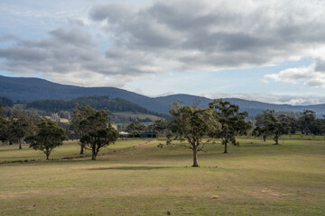 gum tree on a farm in summer in australia