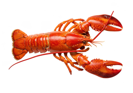 Lobster with melted butter isolated on white background, top view, no depth of field, sharp.