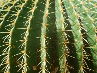 キンシャチサボテンの表面のアップ