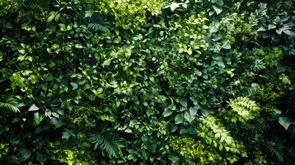 Fototapeta premium Lush green foliage with a variety of vibrant leaves forming a dense, natural wall, creating a fresh and calming atmosphere