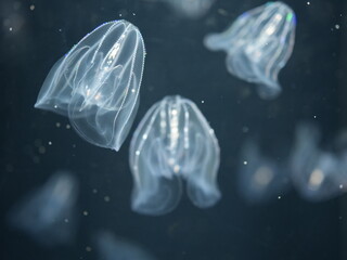 透明で小さなカブトクラゲ３匹のアップ写真