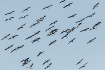 Winter Migratory Bird Scenery in Junam Reservoir, Changwon, South Gyeongsang Province, South Korea