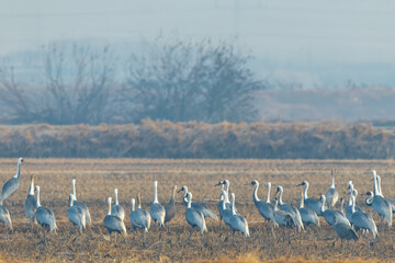 Winter Migratory Bird Scenery in Junam Reservoir, Changwon, South Gyeongsang Province, South Korea