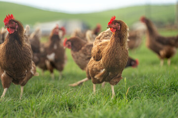 free range chicken farm with chook tractors on a regenerative agricultural australian farm in spring with poultry