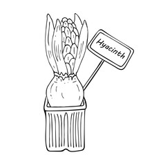 Hyacinth in a pot. A linear drawing of a hyacinth with an onion, hand-drawn. Illustration of a spring bulbous hyacinth flower with a tag. Black and white vector image on a white background.