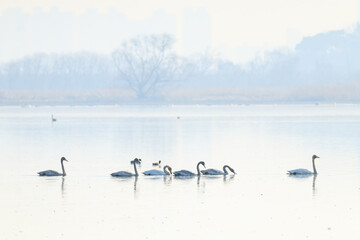 Winter Migratory Bird Scenery in Junam Reservoir, Changwon, South Gyeongsang Province, South Korea