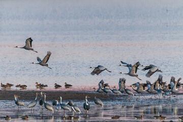 Winter Migratory Bird Scenery in Junam Reservoir, Changwon, South Gyeongsang Province, South Korea