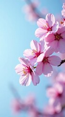 Fototapeta premium closeup of blooming pink cherry blossoms on branch against soft blue sky, springtime nature scene, concept of floral decorations, tourism advertising, gardening products