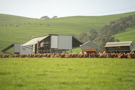 free range chicken farm with chook tractors on a regenerative agricultural australian farm in spring with poultry