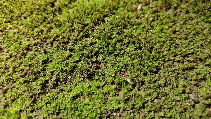 green moss background