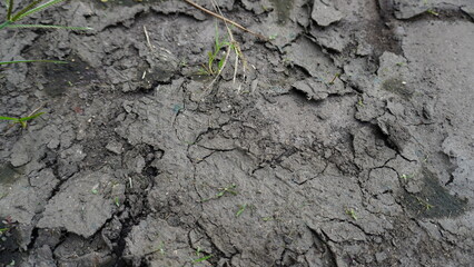 Cracked Dry Soil in Summer with Wild Grass Growth