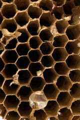 Old dry honeycomb panel made of wax without bees, honey or pollen due to climate change