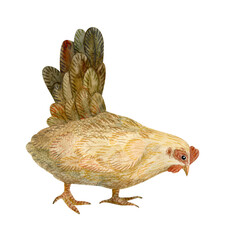 Watercolour illustraion of a cozy healthy hen, chicken, looking to the ground. Hand drawn. Retro, eco, traditional, organic, sustainable, natural, rustic vibe. Ideal for stylish Easter decoration.