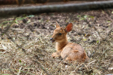 A baby deer relax on nature background. wild animals.