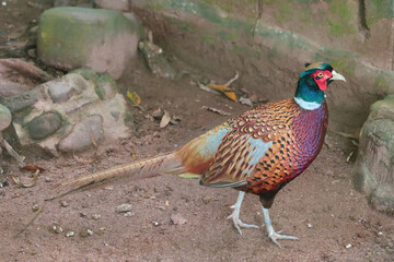 A closeup shot of a colorful beautiful Ring-necked Pheasant walking in the zoo