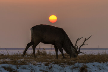 エゾシカと太陽