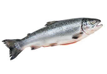 Fototapeta premium Salmon fish isolated on white background, no depth of field, sharp