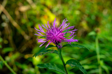 Centaurea