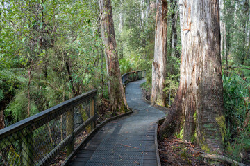 boardwalk in a national park in australia