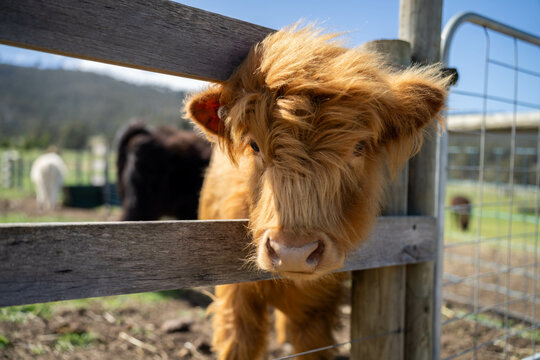 cute cow face on a farm in australia