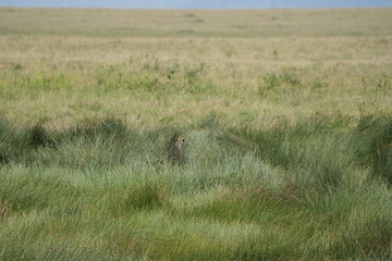 cheetah mother near her den in the high grass of the serengeti national park tanzania