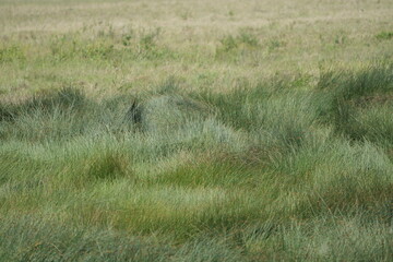 cheetah mother near her den in the high grass of the serengeti national park tanzania