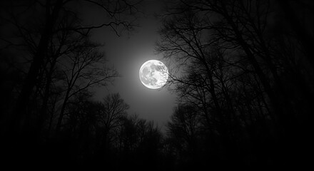 Fototapeta premium full moon over the forest