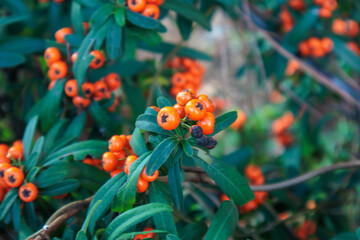 close- up shot, red and yellow berries on a bush