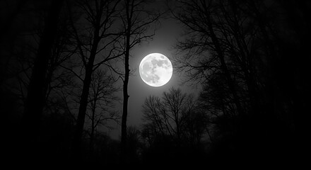 Fototapeta premium moon in the dark