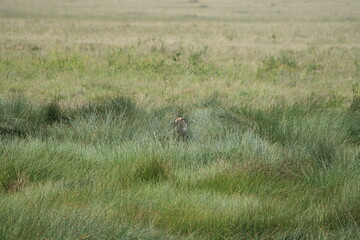 cheetah mother near her den in the high grass of the serengeti national park tanzania