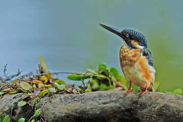 Common kingfisher  Alcedo atthis on a mossy branch  © Riadi