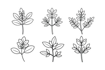 Fenugreek (Trigonella foenum-graecum) design, labeled line art vector illustration
