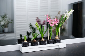 Five hyacinth plants in different stages of maturity stand in a row from just starting to bloom on windowsill background. Bulbous plants in black pots close-up. Pink and white flower petals