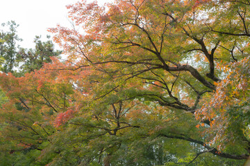 colorful autumn tree leaves in buddhism temple in hanno city
