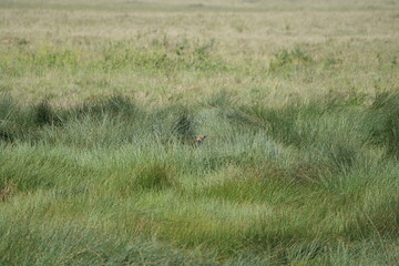 Cheetah Cub in Hiding – Serengeti Grasslands Reveal a Watchful Eye