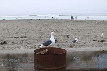 아름답게 비행을 하는 새
