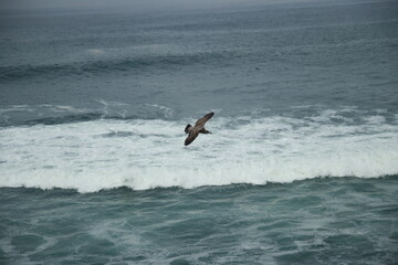 아름답게 비행을 하는 새
