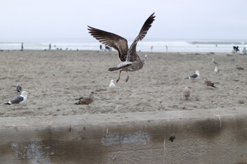 아름답게 비행을 하는 새