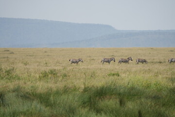 herd of zebras tracking over the serengeti plains in the serengeti national park in tanzania