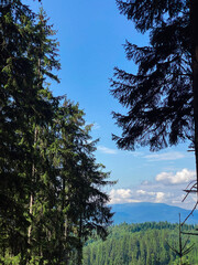 Obraz premium trees in the mountains in Ukraine Carpathians