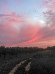 sunset over the field