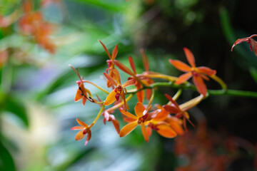 closeup orange orchid flower in full bloom, blury background