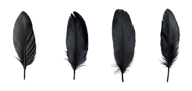 black bird feather set 