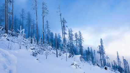 Silent frozen winter forest in steep snow covered mountain has mysterious atmosphere with misty...
