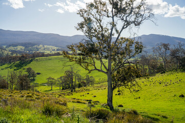 green grass in a field on a farm with gum trees practicing regenerative agriculture and growing crops