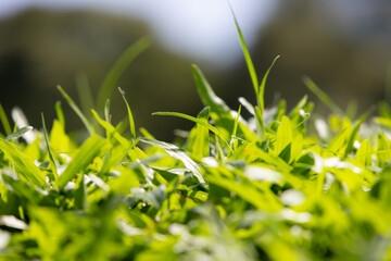  macro shot of vibrant green grass blades, showcasing their delicate texture and natural beauty.