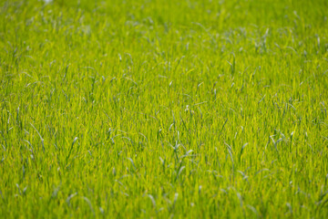 close-up shot of a lush green rice field. The blades of grass are tall and vibrant, swaying gently in the breeze. The image captures the beauty and tranquility of nature