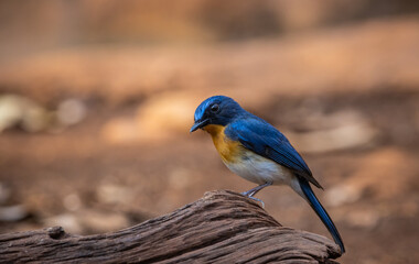 Indochinese Blue Flycatcher on the branch animal portrait.