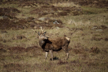 Majestic stag forages in the serene Scottish Highlands during a peaceful twilight hour
