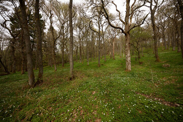 Obraz premium Lush green forest landscape in Scotland during early spring with budding foliage and scattered wildflowers
